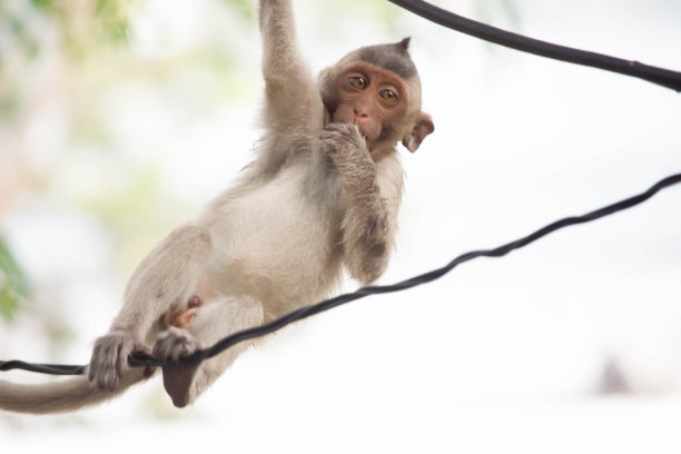 可爱的猴子图片下载