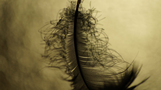 黑色的羽毛。图片下载