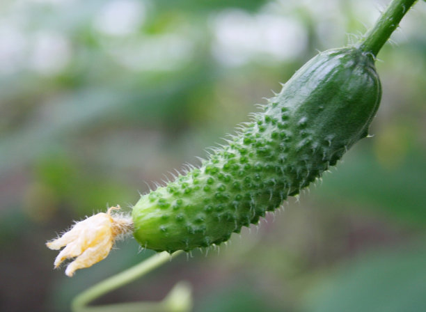 黄瓜图片下载