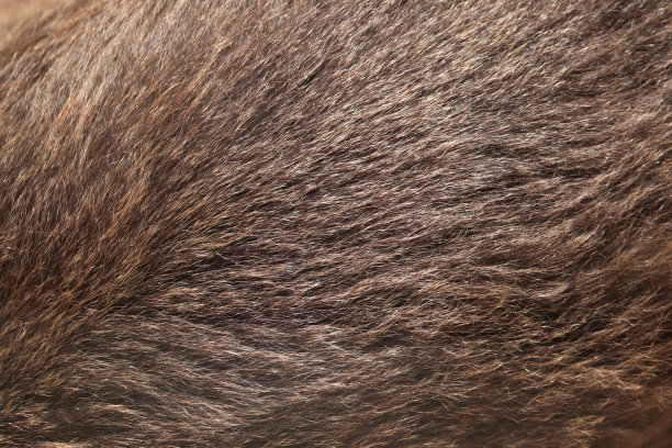 棕熊的皮毛纹理。素材图片