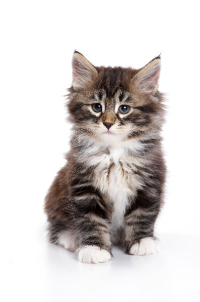 毛茸茸的小猫坐着(孤立的白色)图片下载