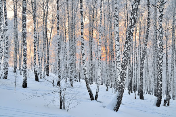 冬天的日落在桦树林中图片下载