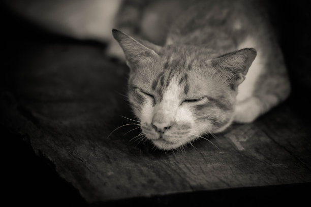 猫睡觉图片下载