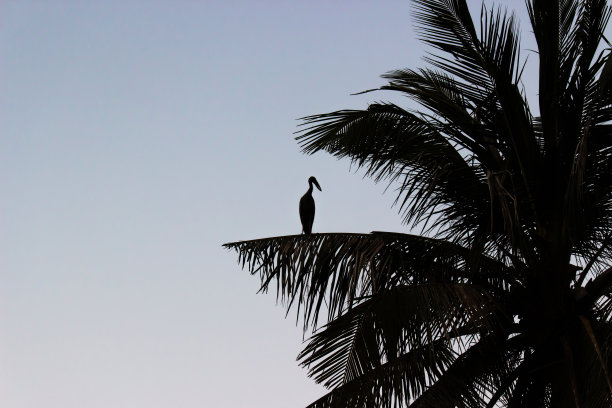 亚洲Openbill鸟图片下载