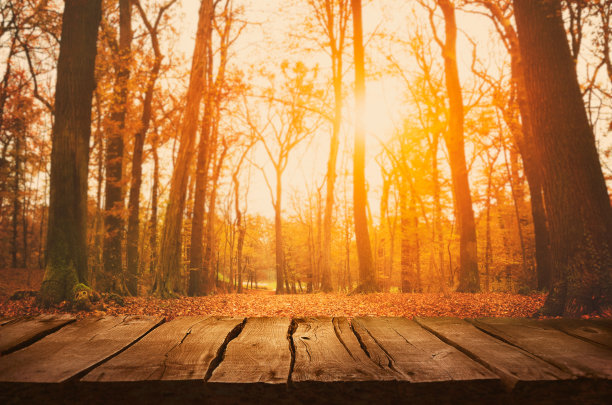 树林照片素材ID：132370840