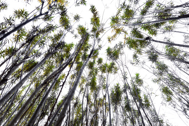 柳树的植物图片下载