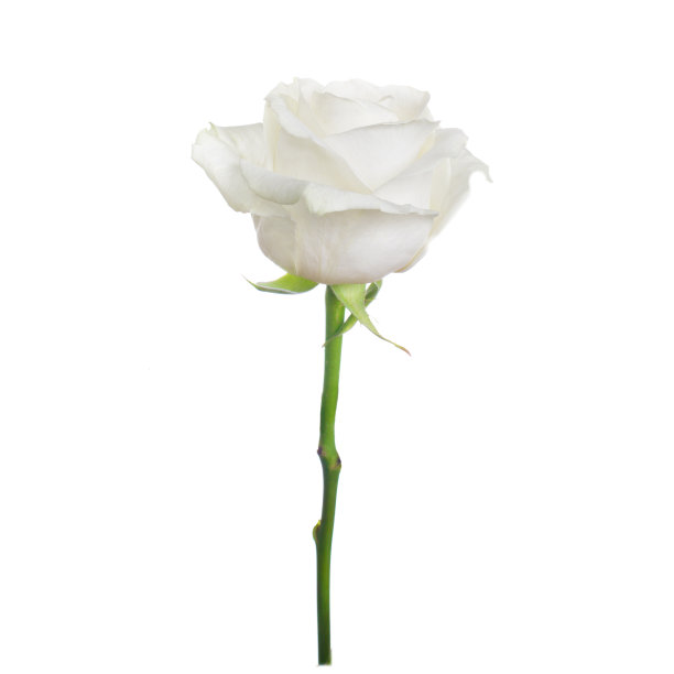 单一的白玫瑰素材图片