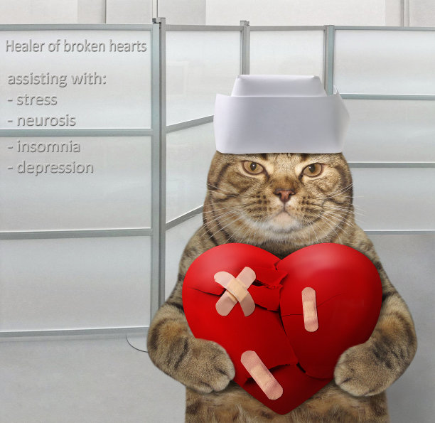 治愈伤心的猫图片下载