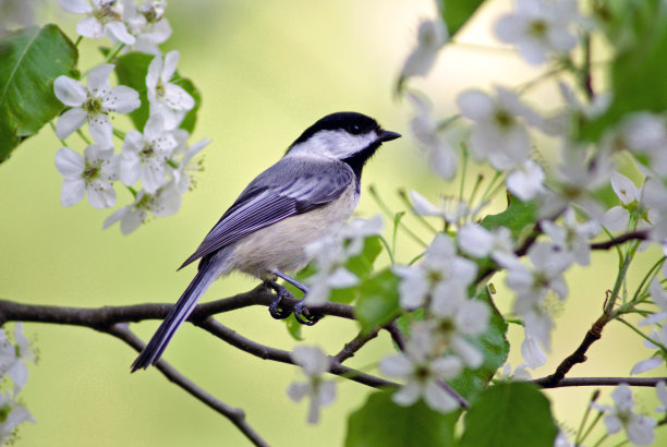 春天的山雀图片下载