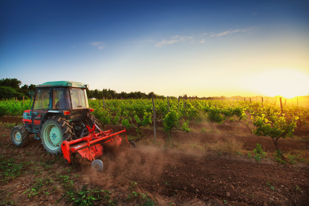 日落时葡萄园里的拖拉机图片下载