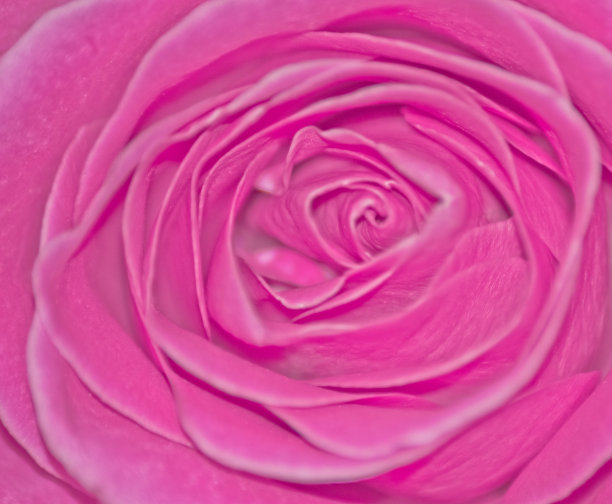 粉色玫瑰图片下载