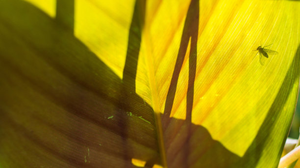 苍蝇的影子图片下载