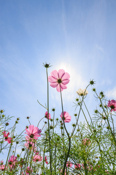 宇宙的花图片下载