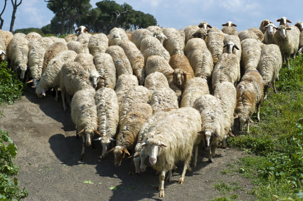 牧场上的羊图片下载