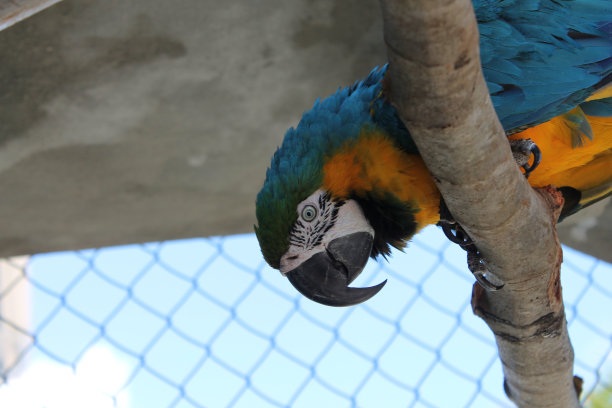 蓝黄金刚鹦鹉-阿拉若劳那图片下载
