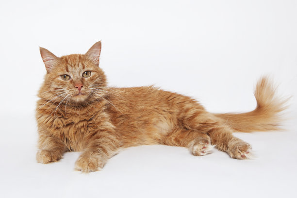 红头发的猫图片下载