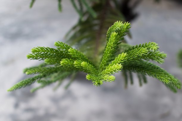 特写镜头的圣诞树图片下载