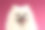 彩色背景上的白喷犬的特写肖像图片下载