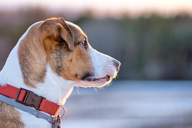 狗肖像特写镜头图片下载