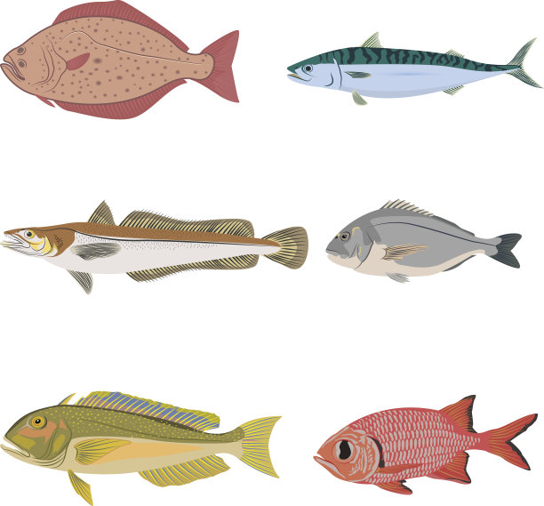 集不同种类的鱼、河、海鲜图片下载