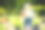 蹒跚学步的孩子闻着花园里的红色郁金香图片下载