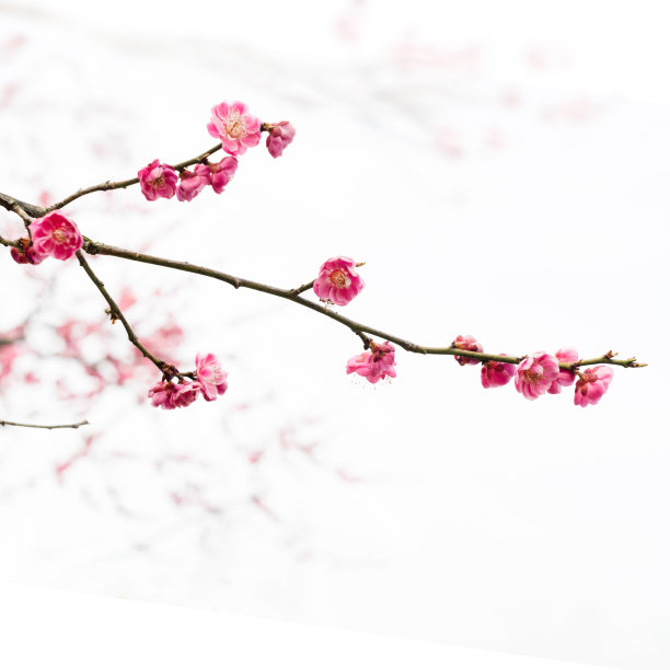 梅花图片下载