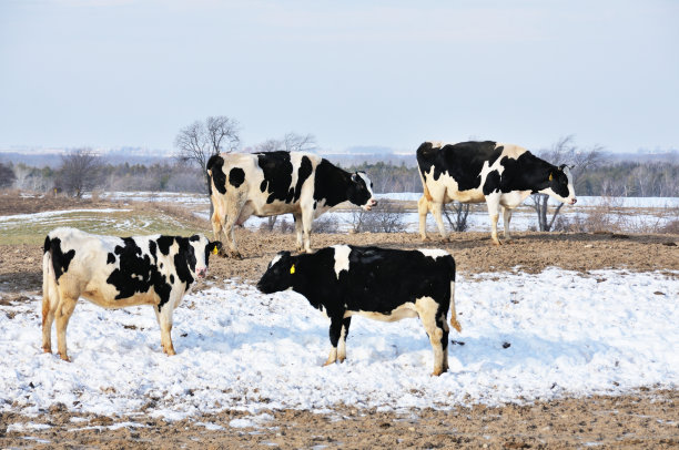 牛在雪图片下载