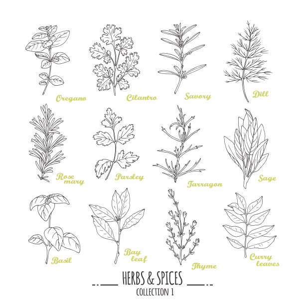 手绘香草和香料收集。大纲样式调味料图片下载