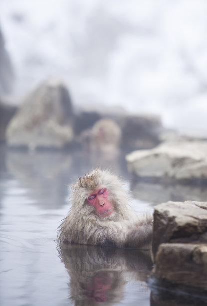 日本长野温泉里的雪猴。图片下载