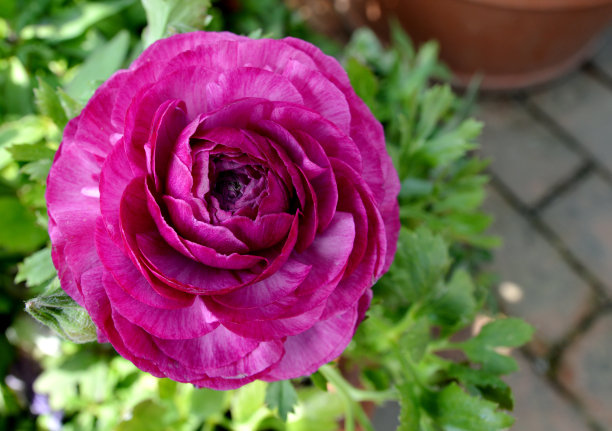 毛茛属植物的花图片下载