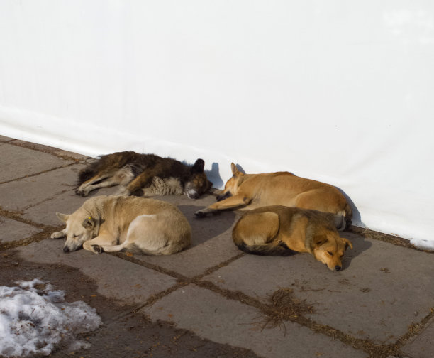 无家可归的狗。图片下载