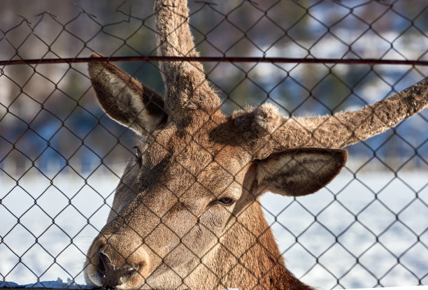 一个被囚禁的喀尔巴阡棕色动物的近景图片下载