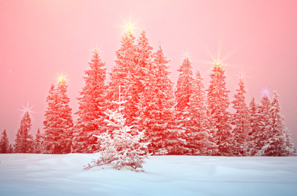 神秘的冬季景观与圣诞树在圣诞灯光照耀(图片下载