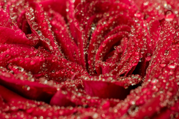红玫瑰特写镜头图片下载