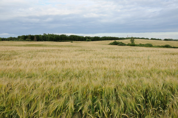 农业黑麦领域图片下载