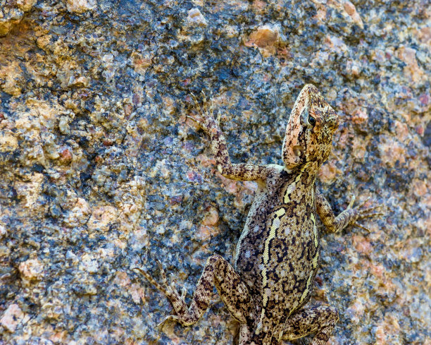 Camoflaged蜥蜴。图片下载