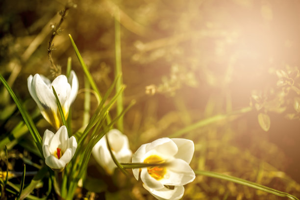 白色的番红花素材图片