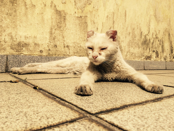 老白猫日光浴图片下载