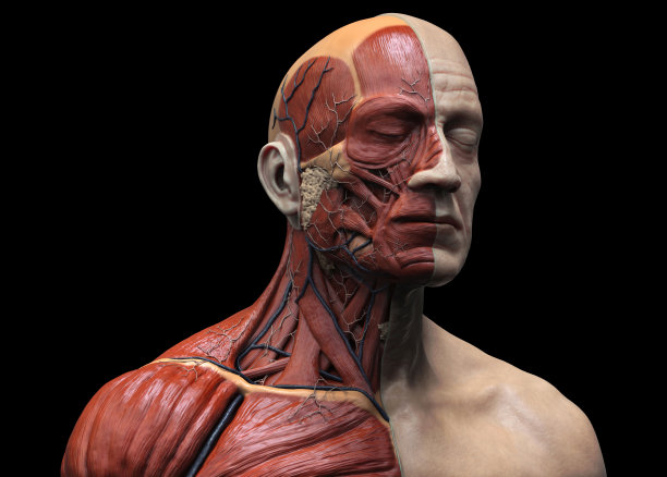 人体肌肉结构图片下载