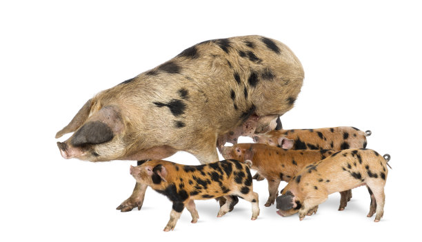 牛津桑迪和黑色小猪，9周大，哺乳母猪图片下载