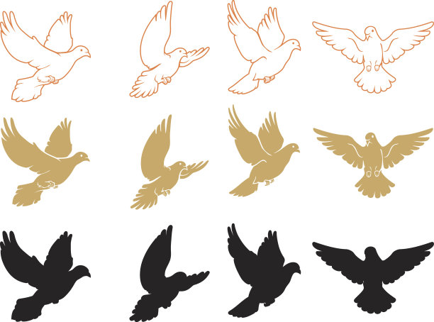 一组不同的鸽子飞行图片下载