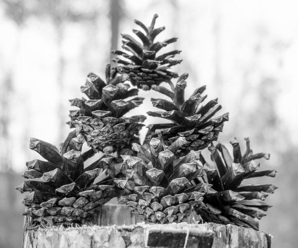 松果在树桩上，黑色和白色图片下载