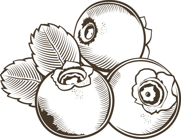 复古风格的越桔。线条艺术矢量图图片下载