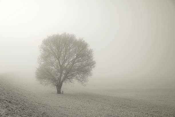 雾中的冬季景色素材图片