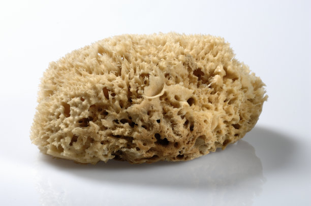 天然海绵图片下载