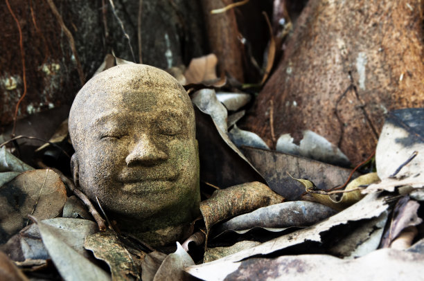 老树叶上的石佛头图片下载