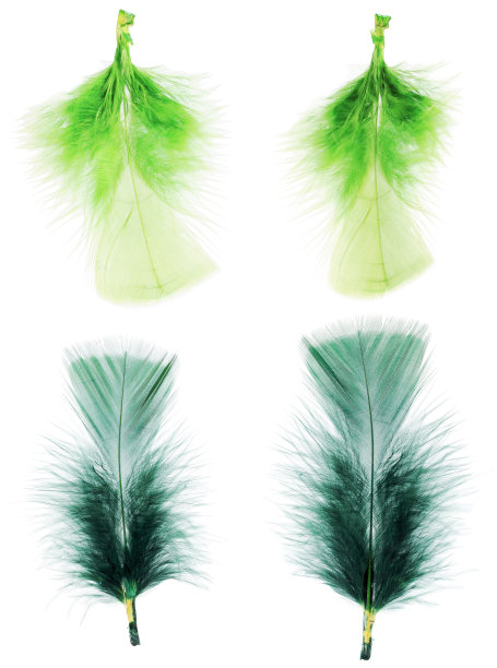 绿色和蓝色扇形羽毛的集合图片下载