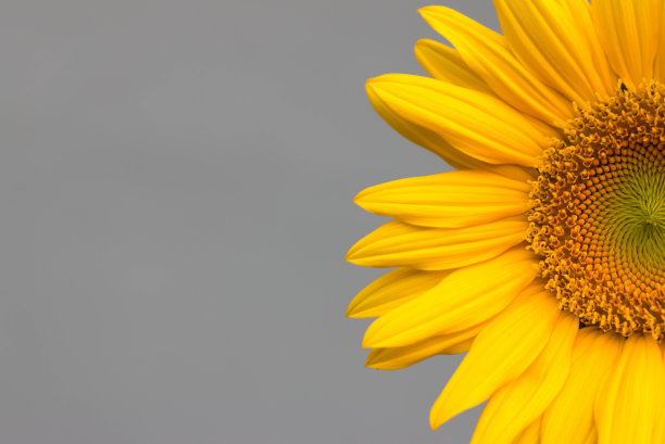 向日葵花图片素材ID：132509194