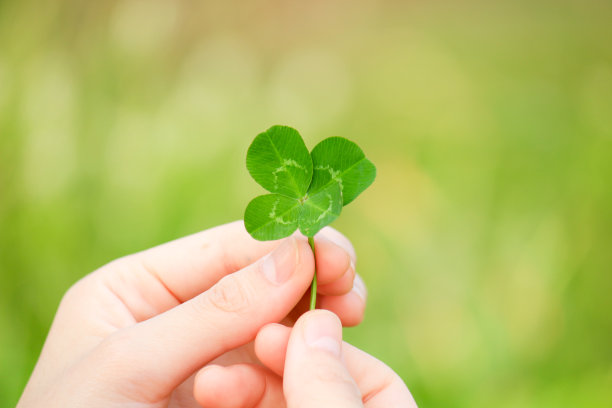 两只手举着绿色的四叶草的照片素材图片