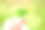 两只手举着绿色的四叶草的照片素材图片